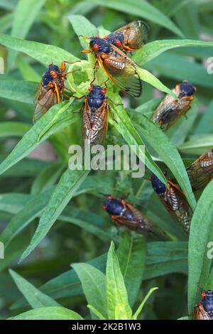 Immagine ravvicinata delle cicale Pharaon adulte Foto Stock