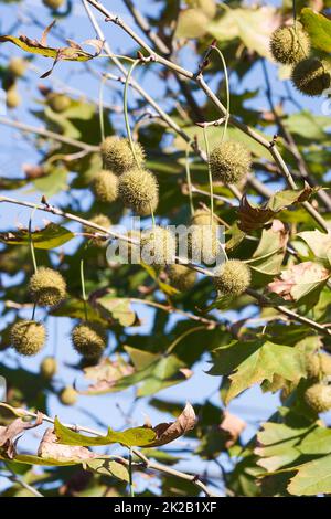 Immagine ravvicinata dei frutti americani di sicomoro Foto Stock