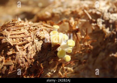 boleto giallo su un substrato di funghi Foto Stock