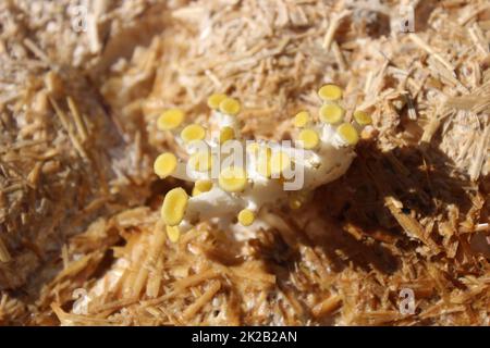 boleto giallo su un substrato di funghi Foto Stock