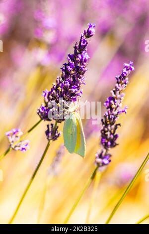 Fiori di lavanda e farfalla in giardino Foto Stock