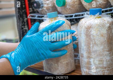 Coltivazione di funghi, sacco a pelo per la coltivazione in azienda. Foto Stock