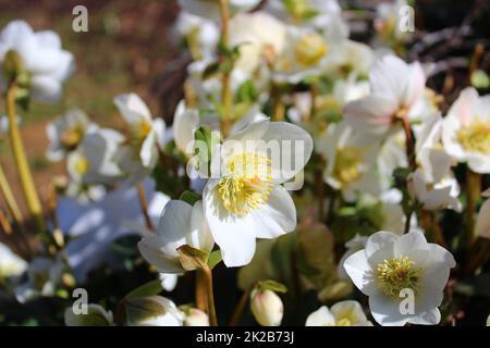 rosa di natale in giardino Foto Stock