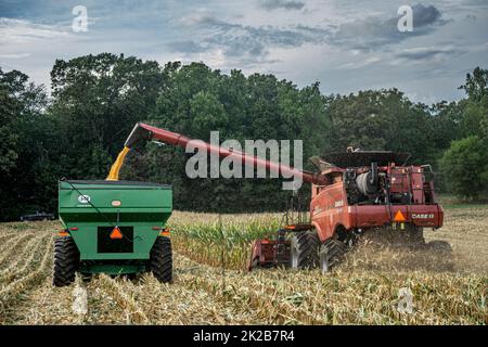 Raccolto di mais che si svuota in dumbstruck Foto Stock