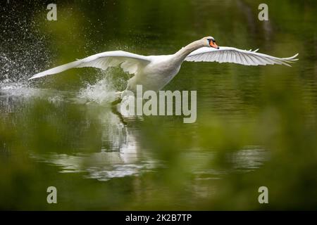 Il cigno del Muto, Cygnus olor è una specie di cigno e un membro della famiglia degli uccelli acquatici Anatidae Foto Stock