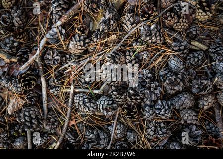 Foresta Terreno coperta con i coni - mazzetto di pigne sul terreno Foto Stock