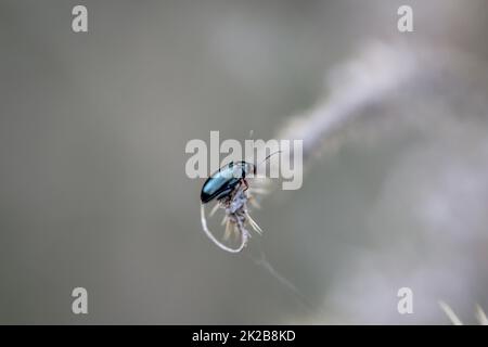 Primo piano di un coleottero su una pianta. Foto Stock