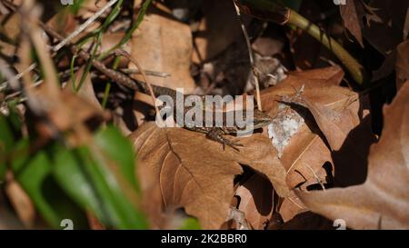 La lucertola lievis, o lucertola libanese, è una specie di lucertola della famiglia Lacertidae. Si trova in Israele, Libano Foto Stock