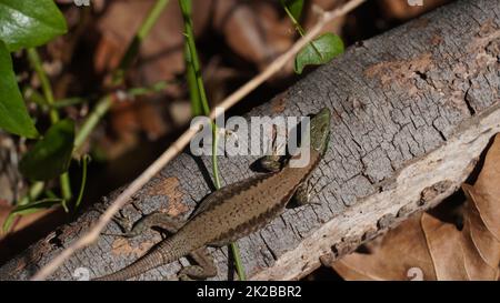 La lucertola lievis, o lucertola libanese, è una specie di lucertola della famiglia Lacertidae. Si trova in Israele, Libano Foto Stock