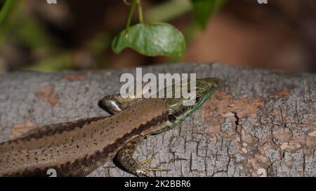 La lucertola lievis, o lucertola libanese, è una specie di lucertola della famiglia Lacertidae. Si trova in Israele, Libano Foto Stock