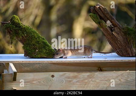 Un ratto in giardino Foto Stock