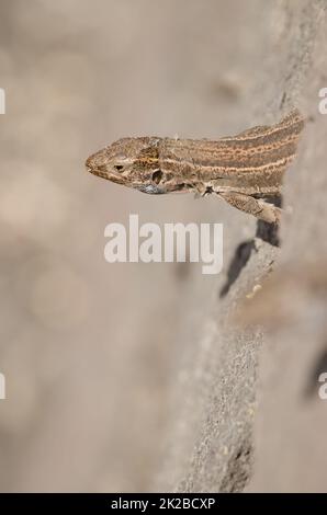 La Palma lizard Gallotia galloti palmae. Foto Stock