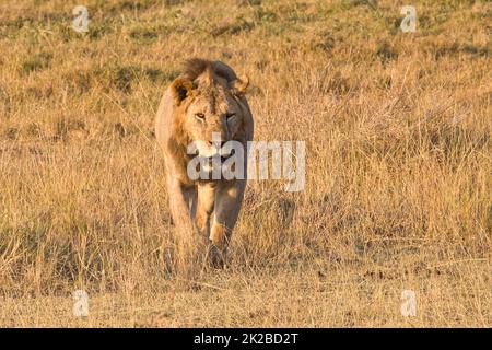 Leone, Panthera leo, nel Parco Nazionale Amboseli in Kenya. Foto Stock