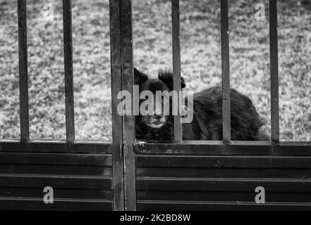 Cane bloccato nella gabbia Foto Stock