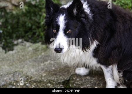 Cane sulla strada Foto Stock
