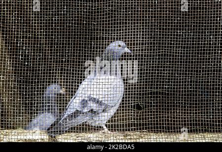 Dettaglio piccioni in gabbia Foto Stock