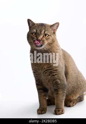 Un giovane gatto scozzese adulto si siede dritto su uno sfondo bianco e lecca le sue labbra dopo aver mangiato. Animale che guarda la fotocamera Foto Stock