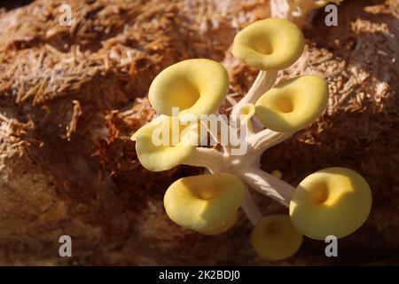 boleto giallo su un substrato di funghi Foto Stock