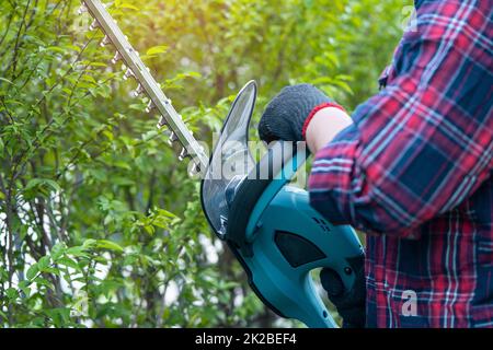 Giardiniere che tiene tagliasiepi elettrico per tagliare la cetop in giardino. Foto Stock