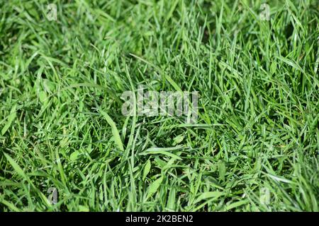 Campo di giovani orzo verde Foto Stock