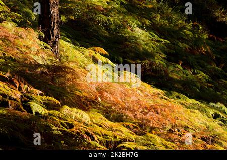 Foresta di pini di Isole Canarie e sottobosco di felci salmastro. Foto Stock
