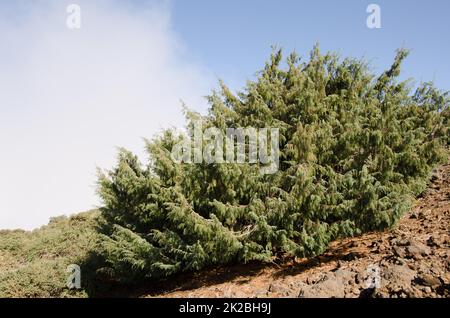 Isole Canarie ginepro Juniperus cedrus. Foto Stock