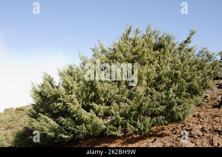 Isole Canarie ginepro Juniperus cedrus. Foto Stock