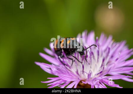 Castiarina si nutre di un fiore viola Foto Stock