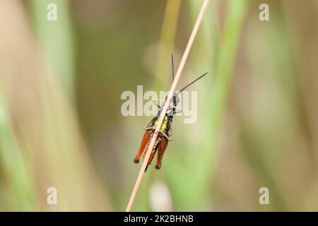 Il Grasshopper di campo comune (Chorthippus brunneus) tiene al gambo della pianta Foto Stock