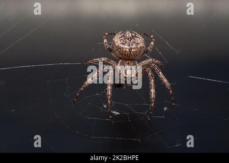 Primo piano di un ragno marrone mangiare Foto Stock