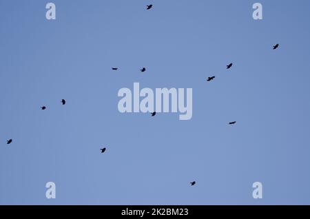 Gregge di choughs rosso-billed in volo. Foto Stock