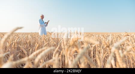 Agricoltura scienziato facendo ricerca in grano campo di prova i dati di tracciamento Foto Stock