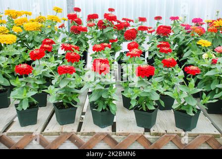 Zinnia cresce in una pentola con un fuoco poco profondo, zinnia nana Foto Stock