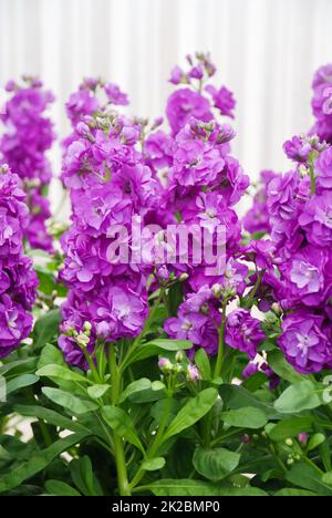 Matthiola incana fiore, fiori di brodo, fiori recisi nel vivaio, piena fioritura Foto Stock