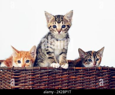 Qui viene la cuteness. Studio girato di un cestino pieno di adorabili gattini. Foto Stock