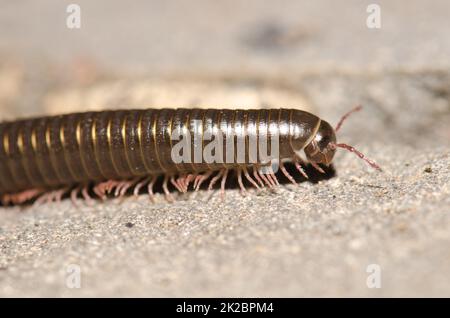 Millipede portoghese Ommatoiulus moreleti a Santa Cruz de la Palma. Foto Stock