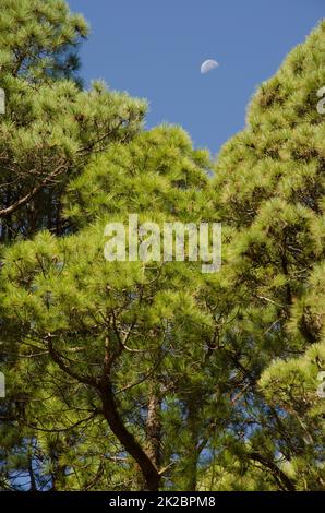 Foresta di Canary Island pino e luna gibbosa in declino. Foto Stock