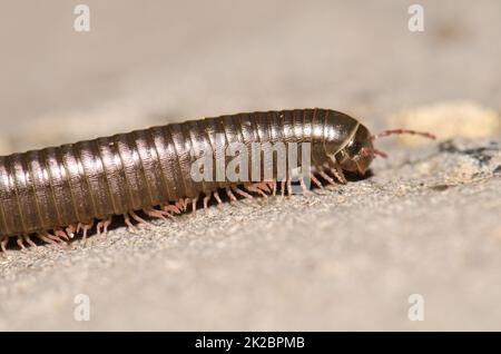 Millipede portoghese Ommatoiulus moreleti a Santa Cruz de la Palma. Foto Stock