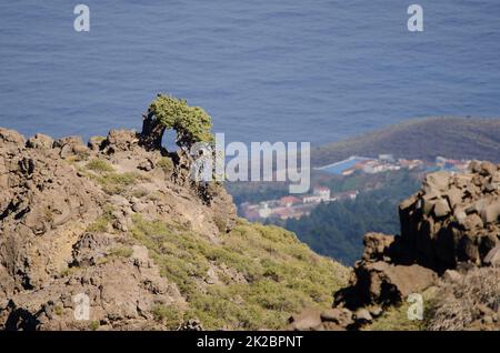 Isole Canarie ginepro Juniperus cedrus. Foto Stock