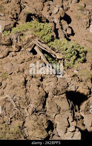 Isole Canarie ginepro Juniperus cedrus. Foto Stock