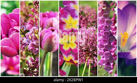 Bellissimo set di fiori di colore rosa. Collage di fiori in strisce Foto Stock