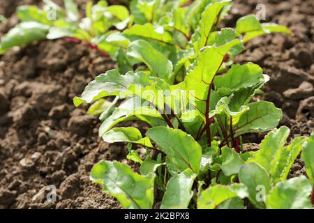 Verde giovane barbabietole piani su un percorso nel giardino vegetale Foto Stock