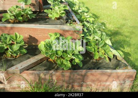 Le fragole crescono nel giardino rialzato. Piramide giardino rialzato Foto Stock