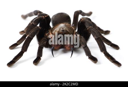 Nessun danno previsto. Primo piano di una tarantola marrone isolata su bianco. Foto Stock