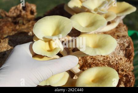 boleto giallo su un substrato di funghi Foto Stock