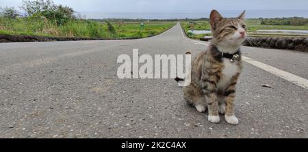 Vista aerea del bellissimo campo di riso terrazzato e della strada. Taitung, Taiwan. Foto Stock