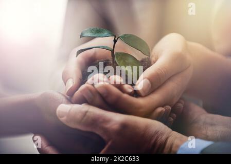 Favorire la crescita aziendale. Immagine ritagliata di uomini d'affari che tengono una piantina crescente nelle loro mani tagliate. Foto Stock