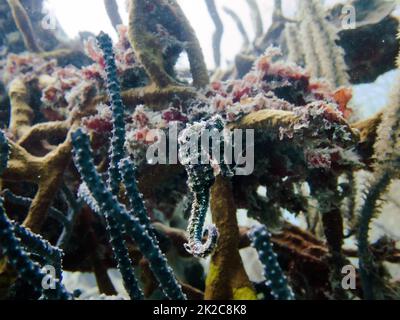 Cavalluccio marino nero lungo il naufragio del Principe Alberto nel Mare dei Caraibi, Roatan, Bay Islands, Honduras Foto Stock