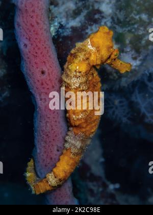 Cavallo di mare lungo arancio sulla barriera corallina nel Mar dei Caraibi, Roatan, Bay Islands, Honduras Foto Stock