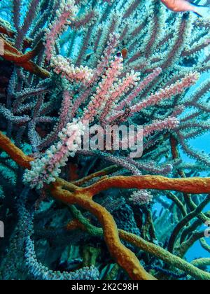 Cavalluccio marino Longsnout mimetizzazione sul relitto del Principe Alberto nel Mare dei Caraibi, Roatan, Bay Islands, Honduras Foto Stock